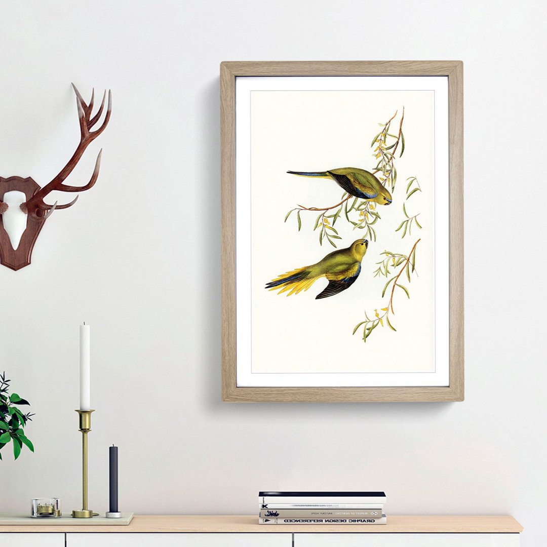 Elegant Grass-Parakeets by Elizabeth Gould - Picture Frame Painting Print