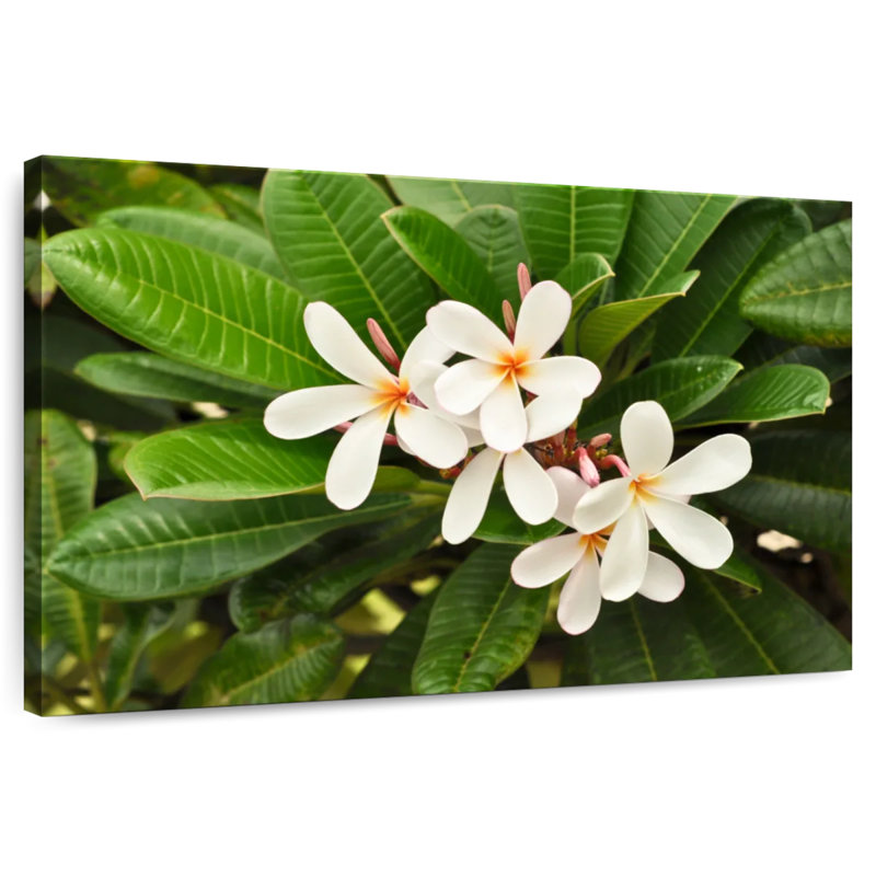 Harnek White Plumeria Flowers, 16" H x 24" W