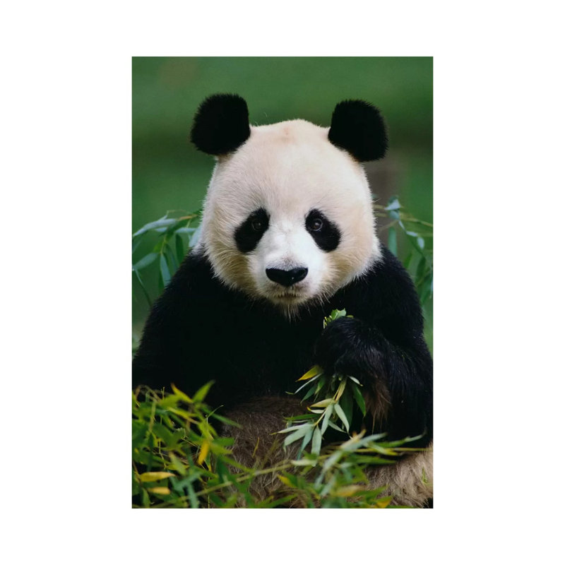 Giant Panda Eating Bamboo, China by Gerry Ellis - Wrapped Canvas Print, 20.32 cm H x 30.48 cm W