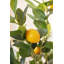 Faux citronnier en pot 47 po