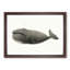 North Pacific Whale by C.M. Scammon - Picture Frame Drawing Print-55617545-55617542