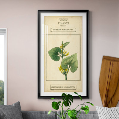 " Linnaean Botany V " Painting Print