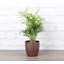 Live Neanthe Bella Palm Plant in Classic Pot-49662283