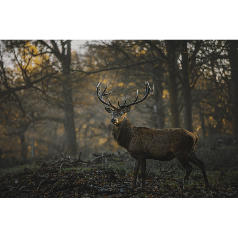 Red Deer by Serts - No Frame Print on Canvas, 20cm H x 30cm W