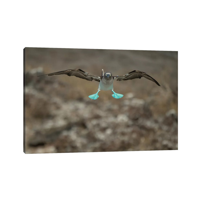 Blue-Footed Booby Flying, Punta Vicente Roca, Isabela Island, Galapagos Islands, Ecuador by Tui De Roy - Wrapped Canvas Print