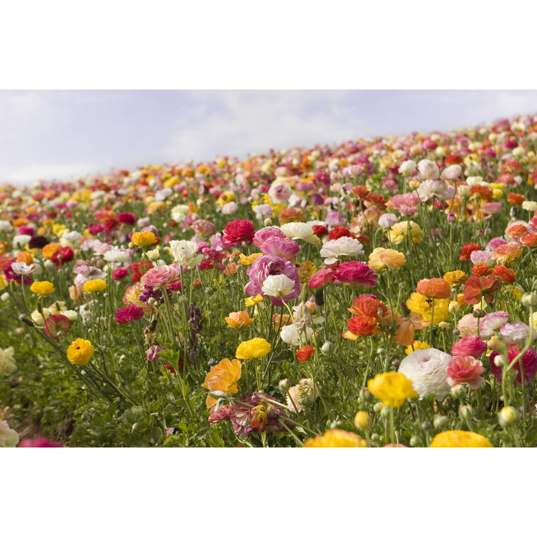 Schöne Frühlingsblumen von Meltonmedia - Leinwandbild