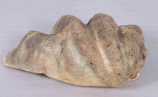 Calyce Clam Sea Shell Life Size Statue
