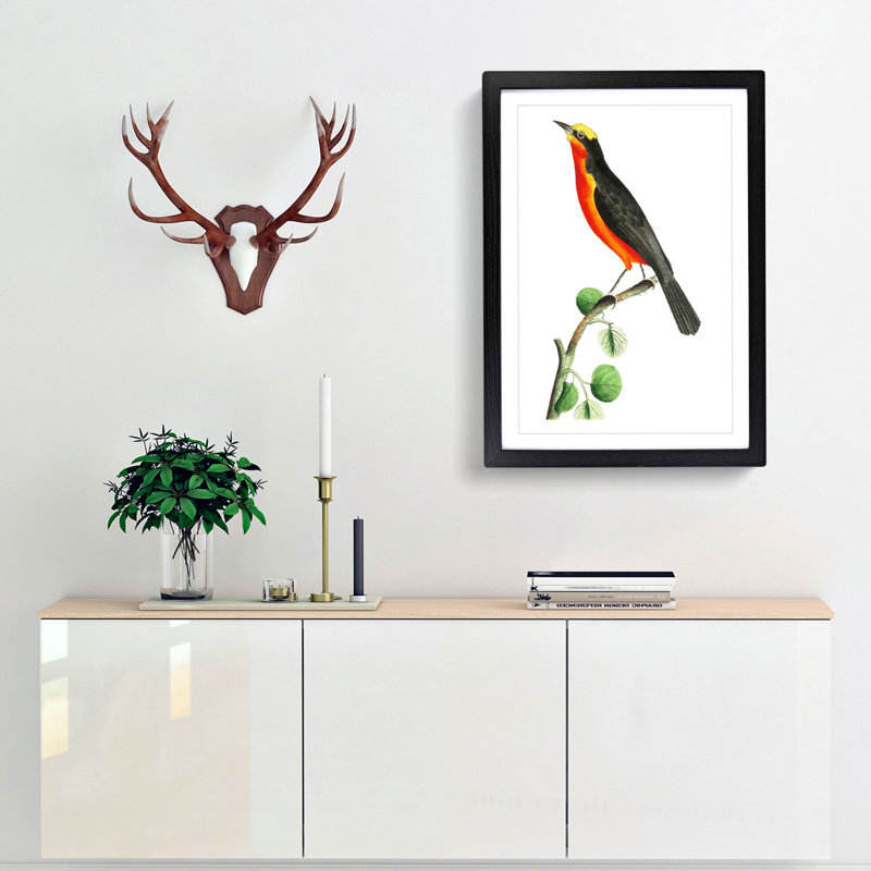 Barbary Shrike Bird by George Shaw - Framed Print, 50cm H x 35cm W x 2cm D, Black