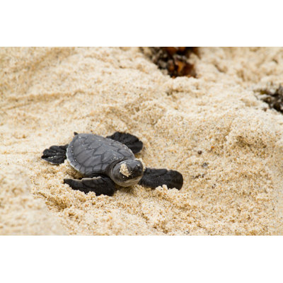 Tortue verte aux Galapagos par Damaloney