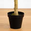 96 plantes