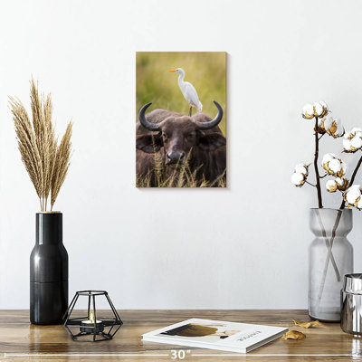 Aigrette et buffle