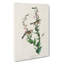 Chestnut-sided Warbler by John Audubon - Wrapped Canvas-55371059