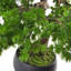 50cm Faux Plant in Ceramic Pot
