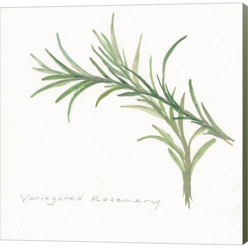 «Variegated Rosemary II» par Chris Paschke - reproduction d'art sur toile tendue, H 24 po x l 24 po x P 1,5 po