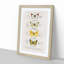 Butterfly Illustrations PL. 2 by Charles d' Orbigny - Picture Frame Graphic Art Print-55512960-55512961