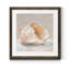 Impressionist Shell Study IV - Cadre photo, reproduction d'art sur papier-2121344471-2121344470
