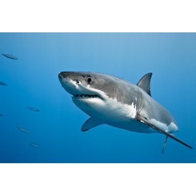 " Great White Shark " by Vladoskan