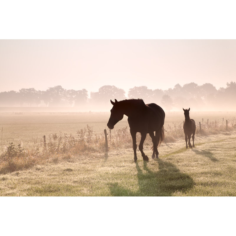 Cheval et poulain - Photographie sur toile tendue, L 12 po x H 8 po