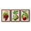 Antique Fruit III - ensemble de 3 peintures sur toile encadrées-1701013473-1701013477