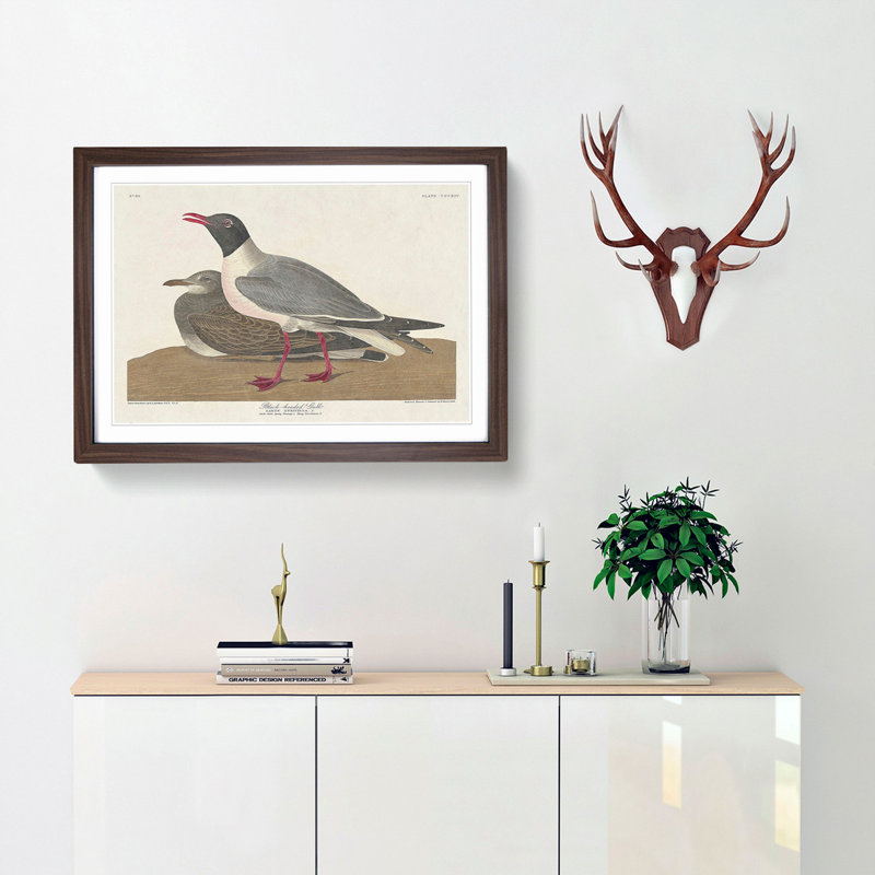 Black-Headed Gull by John James Audubon - Picture Frame Art Print, 27cm H x 36cm W x 2cm D, Walnut Framed