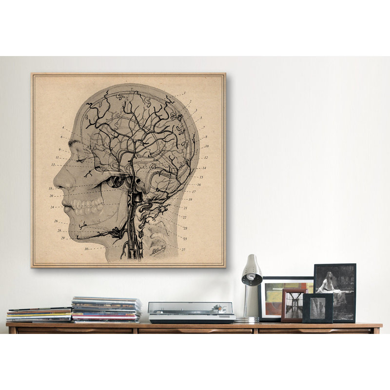 "anatomie of human head" , impression sur toile, H 26 po x l 26 po x P 1,5 po, Pas de tapis, Toile tendue