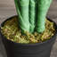 Charleston 125cm Faux Palm Plant in Pot