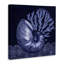  «Shadow Nautilus Shell» par Paul Brent-1871180879