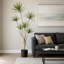 Plante Dracaena