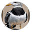  Tapis lavable Great Gull Birds-1214739914