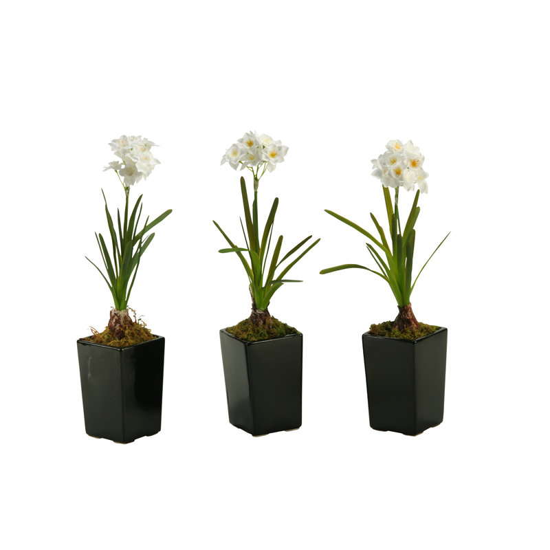 Ampoule paperwhite en pot de fleurs