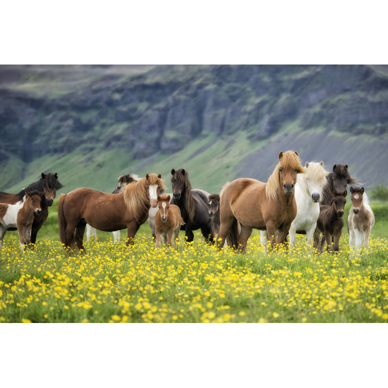 Chevaux Islandais VII, H 12 po x l 18 po x P 1 po