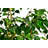 Artificial Ficus Tree in White Decor Pot-1084028229