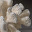 Genuine White Cat's Paw Coral (8.5 Lbs)