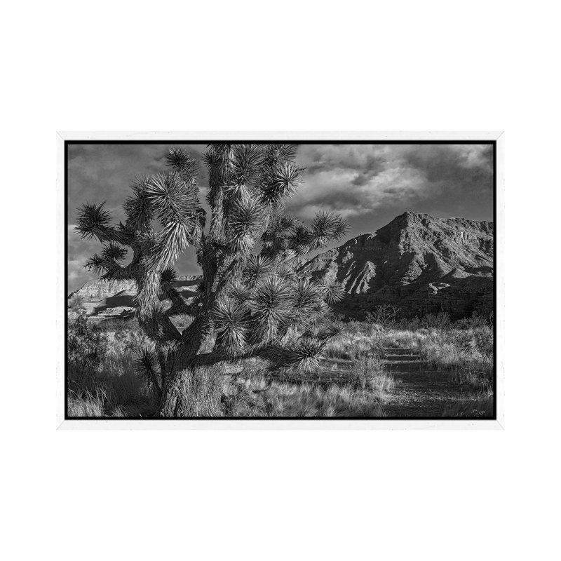 Joshua Tree And The Virgin Mountains, Arizona by Tim Fitzharris - Gallery-Wrapped Canvas Giclée on Canvas