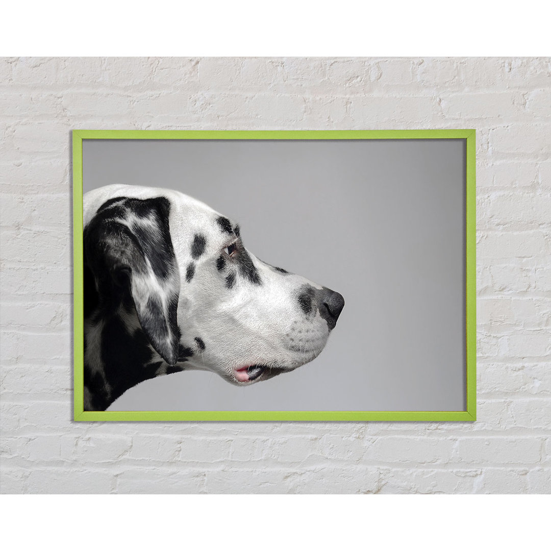 Dalmation Dog Face - Einzelner Bilderrahmen Kunstdrucke