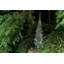 Spruce Evergreen-75249383