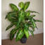100cm Faux Tree in Metal Planter-341470665