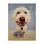 Reproduction d’art sur toile tendue « Molly White Dog » par Lucia Heffernan-853142753