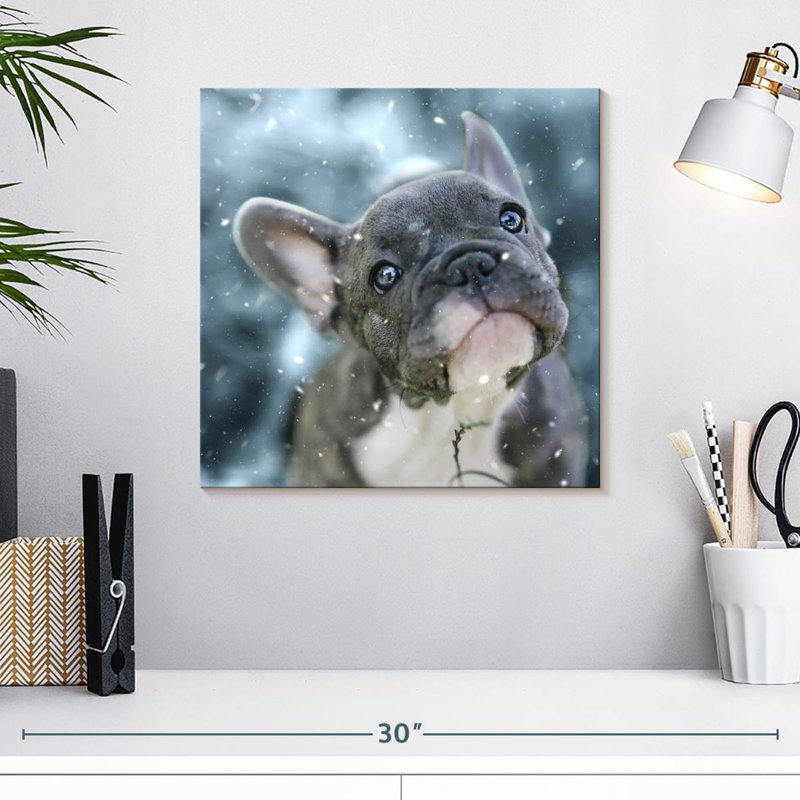 Chiot bouledogue français Brampt, H 16 po x l 16 po