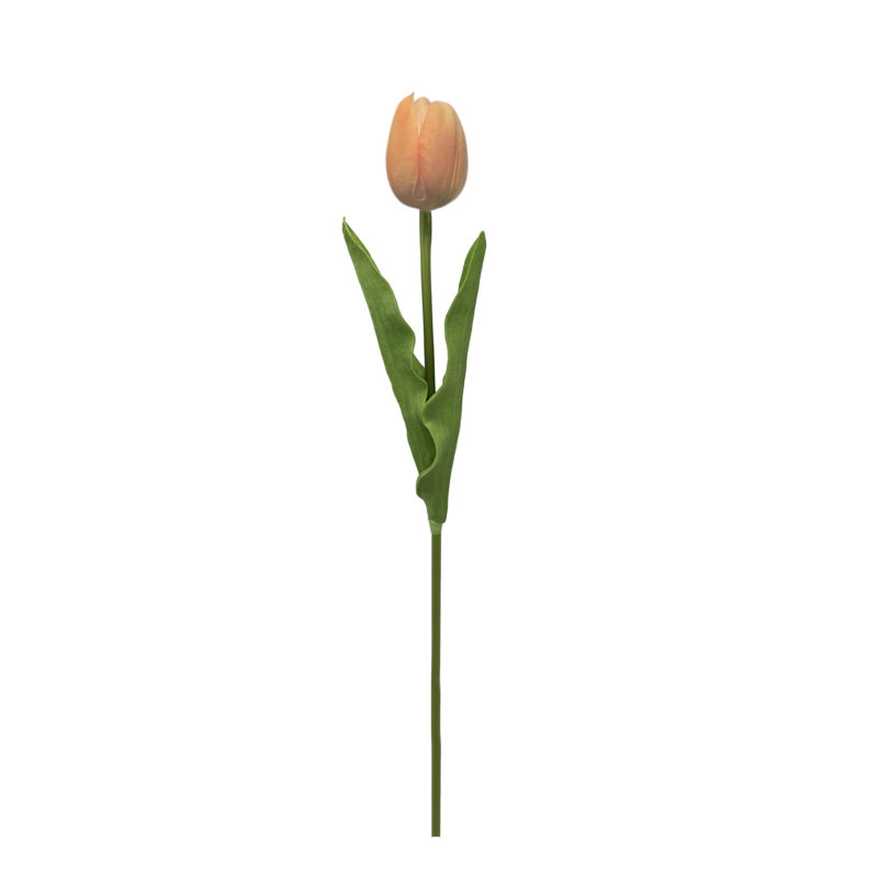 Tiges de tulipes, Champagne