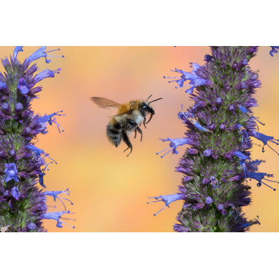 Bumble Bee by Schnuddel - Wrapped Canvas Print