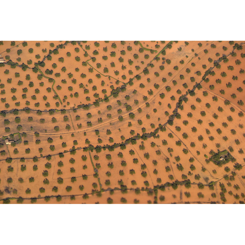 Olive Trees - Aerial Photograph by 3D_generator - Wrapped Canvas Print, 30cm H x 46cm W x 3.8cm D