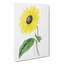 A Californian Sunflower - Wrapped Canvas-55368326