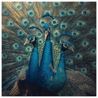 Édredon Three Blue Peacocks