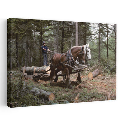 1980S Young Man Logging With Team Of Draft Horses Woolwich Maine Usa Contemporary Pine Tree Horse Animal Wall Art