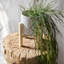 Plante usnea artificielle-1023420031