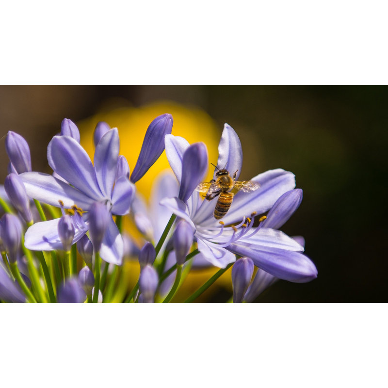 Petites fleurs mauves, L 36 po x H 24 po x P 1,25 po