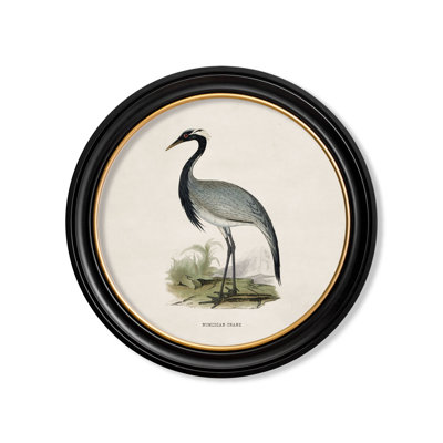 Numidian Crane by Mid-1800s - Single Picture Frame Print on Archival Matt 230gsm Paper
