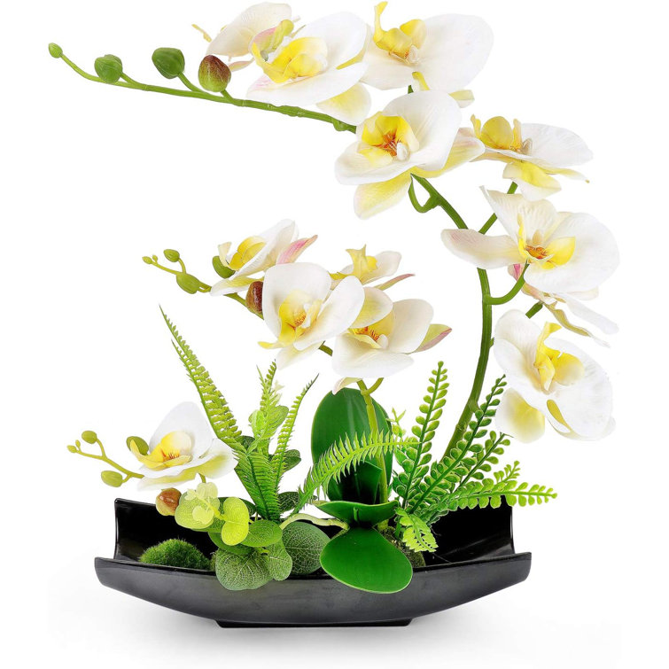 Primrue Orchid Arrangement In Pot 