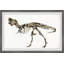 «T-Rex Fossil» de Brooten, reproduction encadrée-479719109